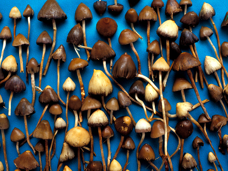 drug test magic mushrooms