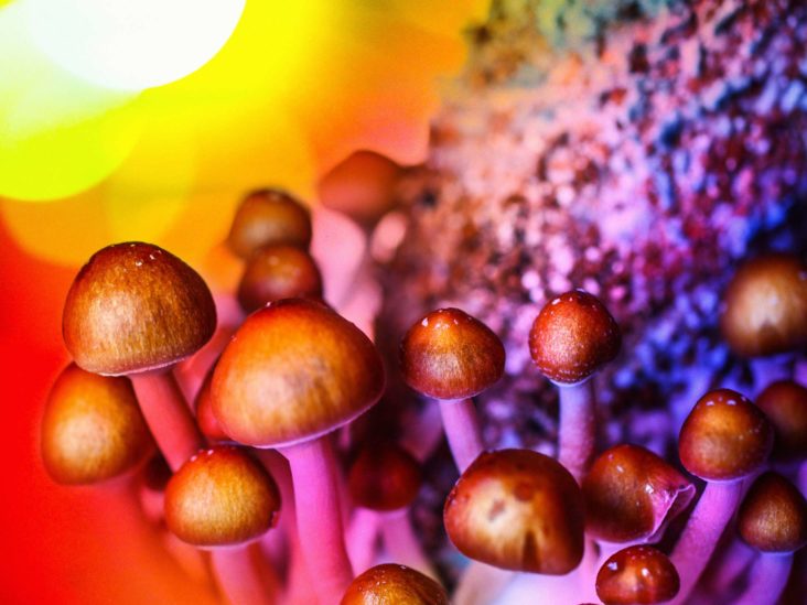 Are Shrooms And LSD The Same Thing