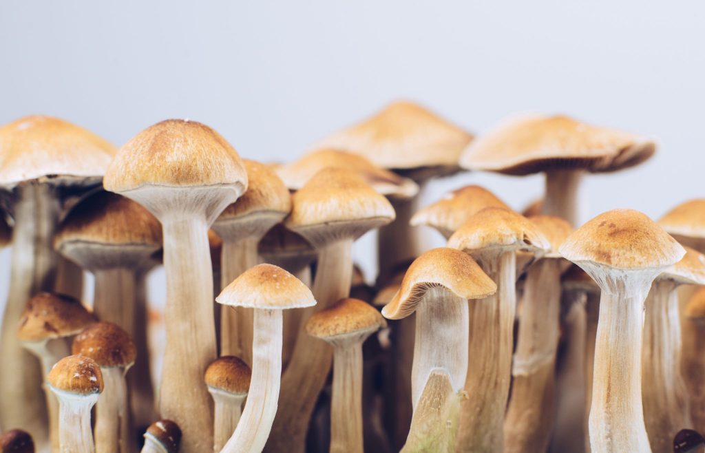 How Long Do Shrooms Last In The System How Long Do Shrooms Last In The System