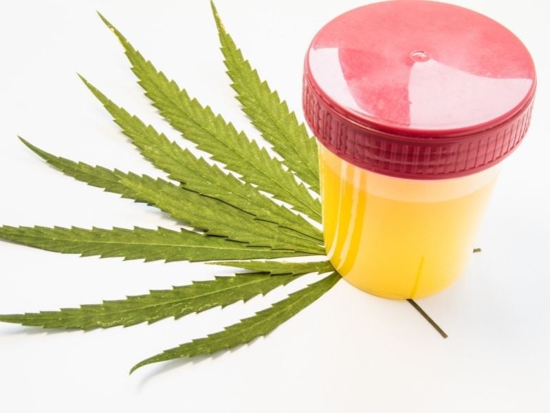 urine sample for marijuana drug test